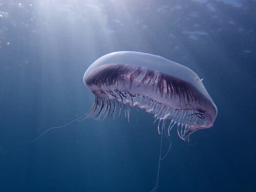 Crystal Jellies