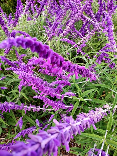 Mexican Bush Sage