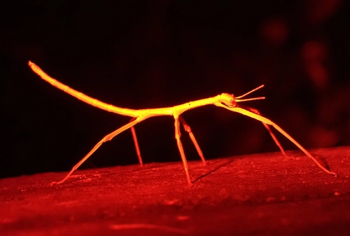 Prickly Stick Insect