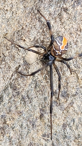 Redback Spider