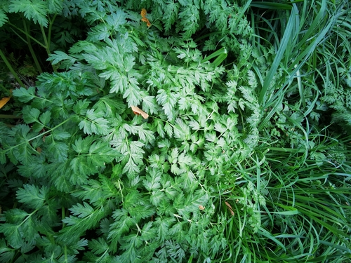 hemlock