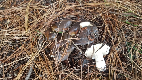 Suillus pungens