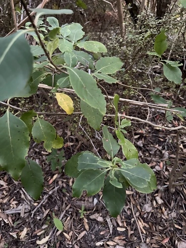 Coprosma macrocarpa