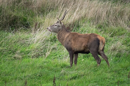 Red Deer