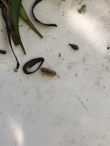 Woodlice, Pillbugs, and Rock Slaters