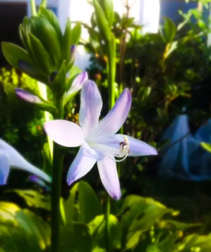 Hosta