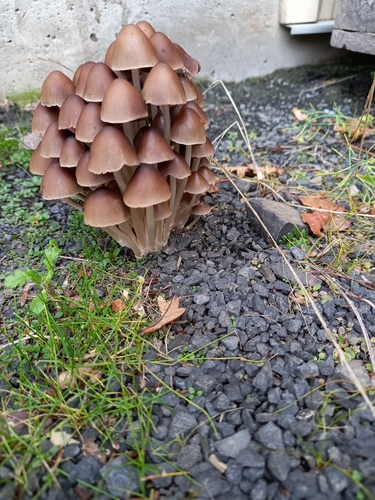 clustered brittlestem
