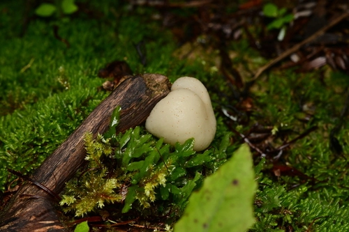 Psilocybe weraroa