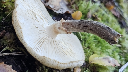 Armillaria limonea