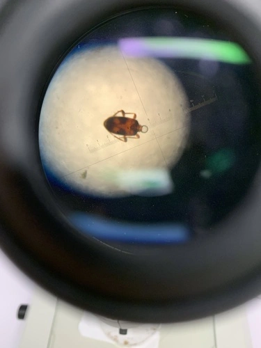 Ant-like Flower Beetles
