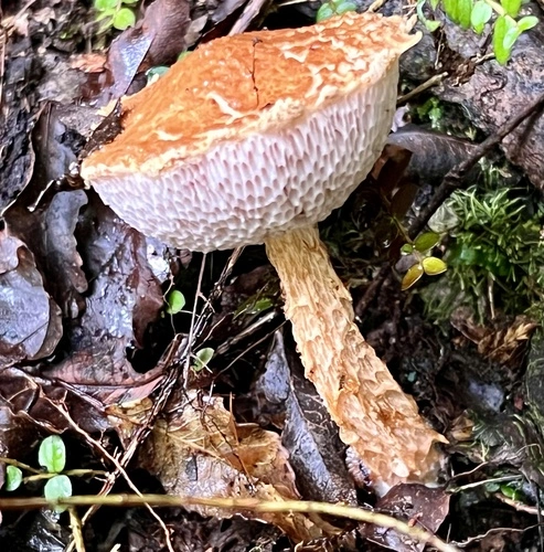 Austroboletus novae-zelandiae