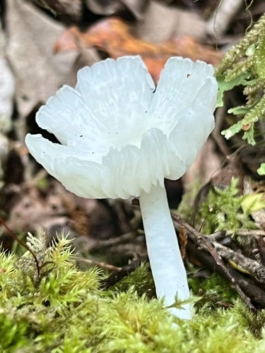 Humidicutis mavis