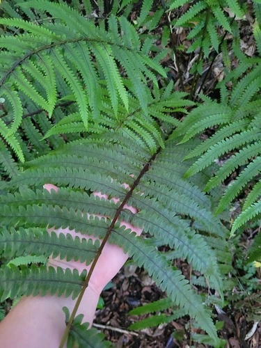 Gully Fern