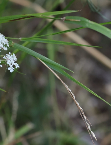 panic veldtgrass