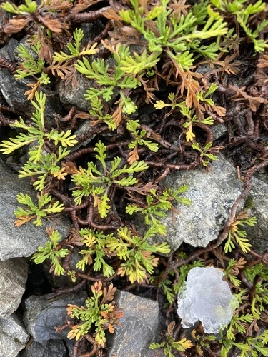 Leptinella pyrethrifolia pyrethrifolia
