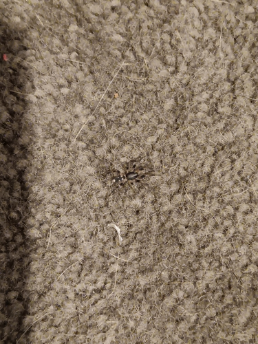 Common White-tail Spider