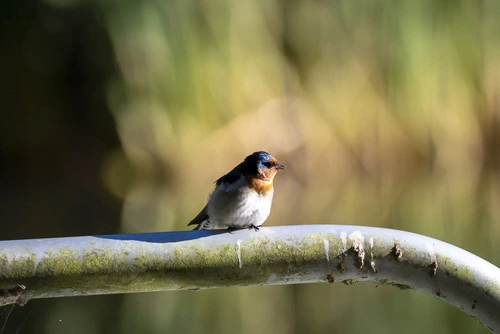Warou (Welcome Swallow)