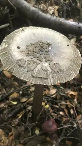 amanita mushrooms