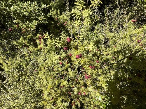 Prickly mingimingi