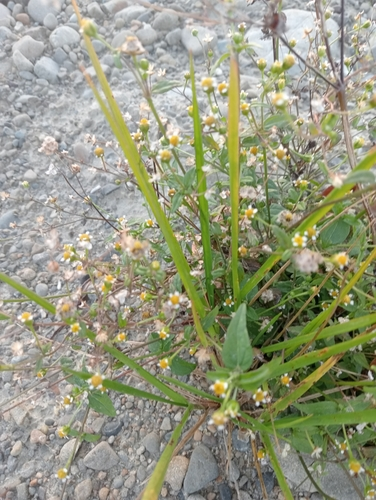 galinsogas