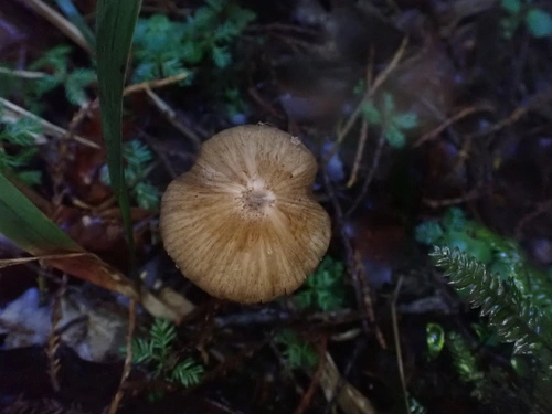Agaricales