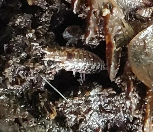 Philosciid Woodlice
