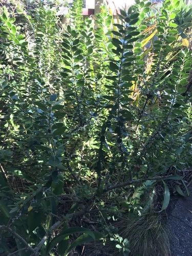 Melicytus obovatus