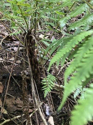 Gully Fern