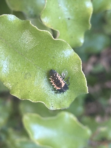 Asian Lady Beetle