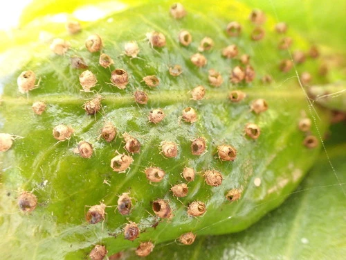 Aphid Mummy Wasps