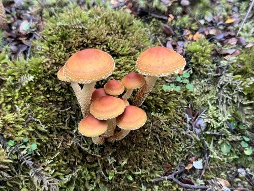 Hypholoma australianum