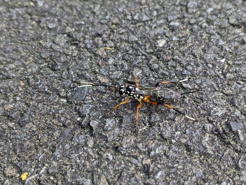 Lemon Tree Borer Parasitoid Wasp
