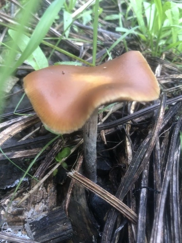Psilocybe subaeruginosa