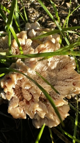 Cerrena zonata
