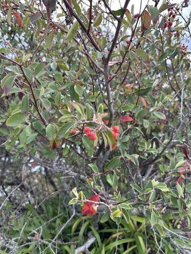 Bright bead cotoneaster