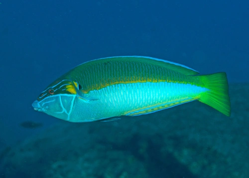 Elegant Wrasse
