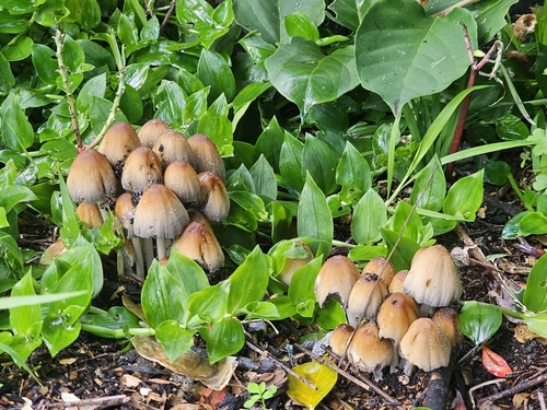 Coprinellus sect. Micacei