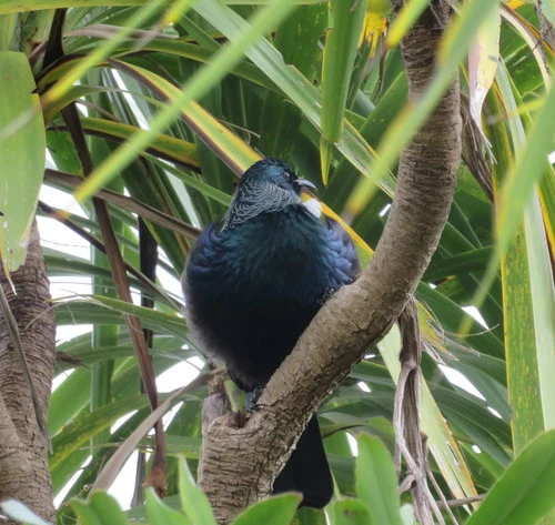 Tui