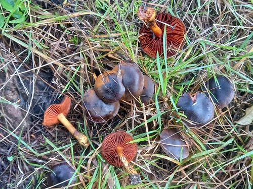 Cortinarius persplendidus
