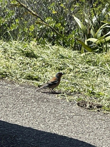 Fringilla coelebs gengleri