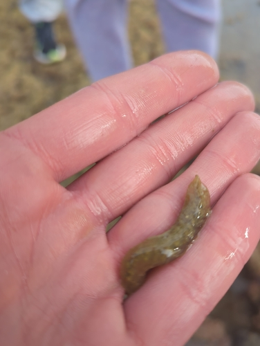 Bristle Cage Worm