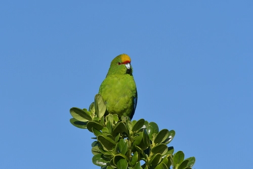 Yellow-crowned Parakeet