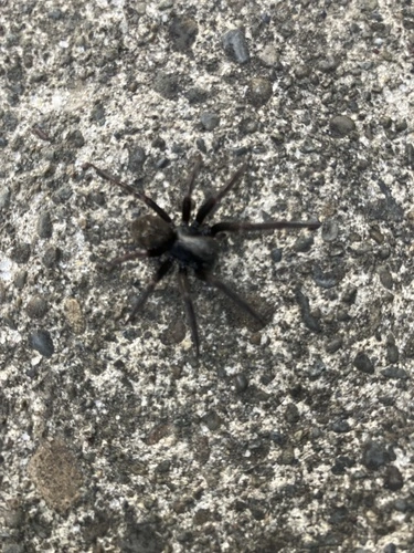 Black House Spider