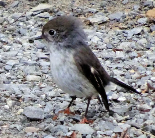 North Island Tomtit