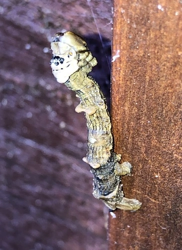 North Island Lichen Moth