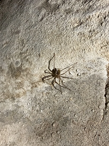 Nelson Cave Spider