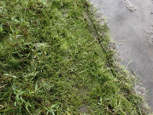 New Zealand pygmyweed