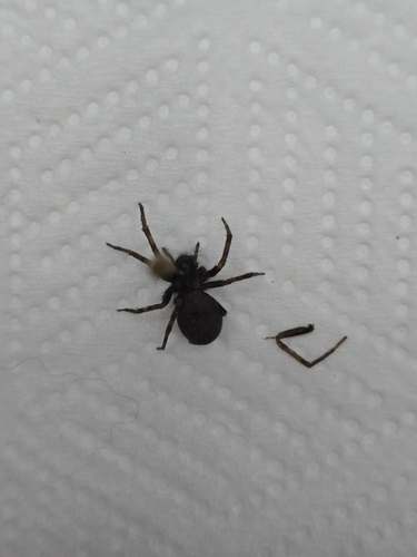 House Spiders