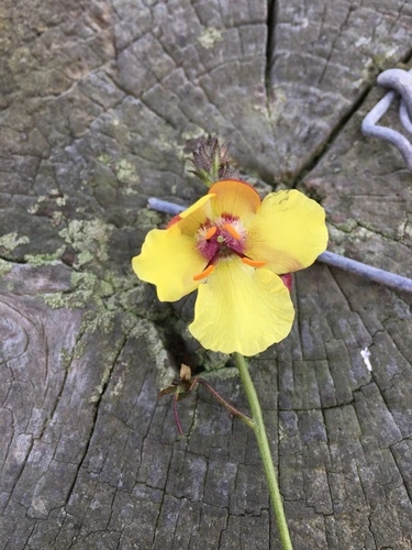 Wand Mullein