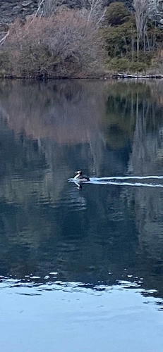 Pūteketeke (Australasian Crested Grebe)